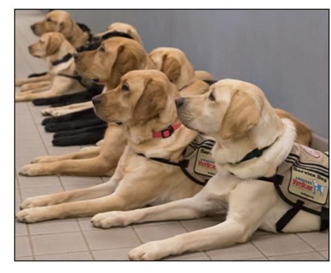 America's VetDogs